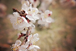 鮮花,特寫,白色的花