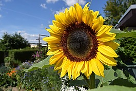太陽(yáng)花,開花,廠