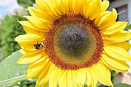 太陽(yáng)花,夏季,美麗