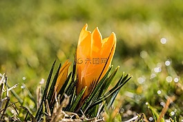 藏紅花,花,schwertliliengewaechs