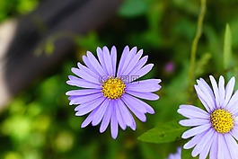 鮮花,秋季,紫