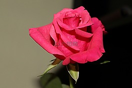 玫瑰,紅色,開花