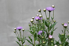 花卉,紫,墻