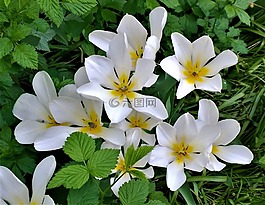 郁金香,鮮花,花園