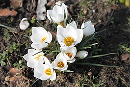 krokus,春,白
