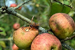 黃蜂,蘋果,昆蟲