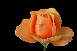 玫瑰,橙,開(kāi)花