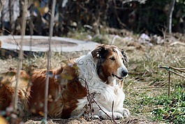 動(dòng)物,狗,牧羊犬