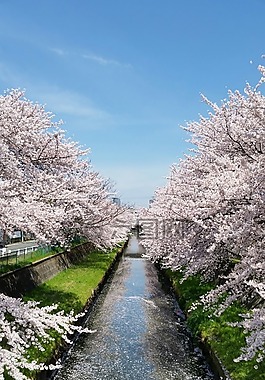 日本,櫻花,藍(lán)色的天空