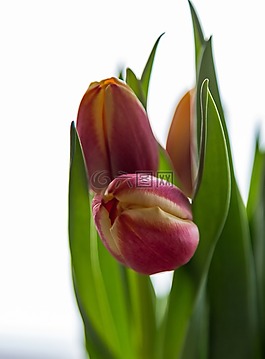 郁金香,鮮花,花