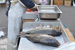 鯉魚,收獲,秤