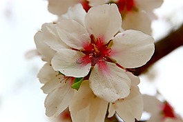杏仁花,冬天,性質(zhì)