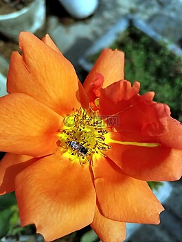 花,自然,夏天