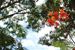 花,三,自然