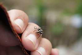 金迪奧,性質(zhì),哥倫比亞