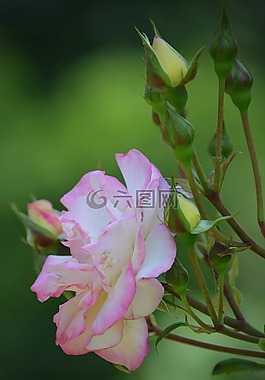 玫瑰,花卉,性質
