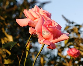 玫瑰,開花,粉紅色
