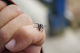 金迪奧,性質(zhì),哥倫比亞