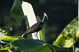 金迪奧,性質(zhì),哥倫比亞