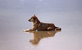 野狗,海滩,水