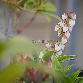 植物,花卉,花