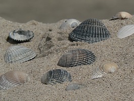 外殼,海灘,海