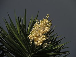 金迪奧,性質(zhì),哥倫比亞