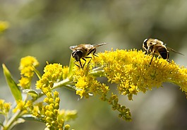 蜜蜂,動物,昆蟲