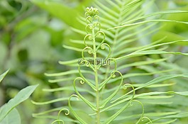蕨類,植物,心