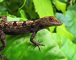 蜥蜴,爬行動物,野生動物