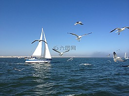 帆船,海鷗,北海