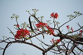 自然,花,樹