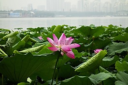 荷花,花朵,植物