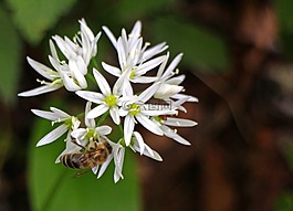 熊的大蒜,開(kāi)花,盛開(kāi)