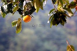 甜柿,水果,秋季