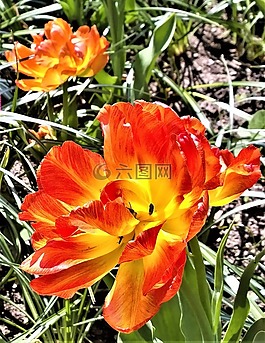 郁金香,花卉,春天