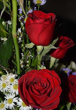 羅莎,性質(zhì),花