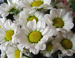 chrysamthemen,margerithen,鮮花