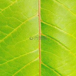 綠色,植物,葉