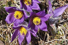 pasque 花,花,春天