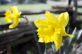 花,喇叭花,黄色
