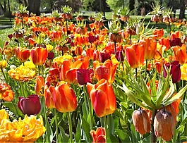 郁金香,鮮花,春天