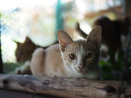 可愛(ài),貓,動(dòng)物