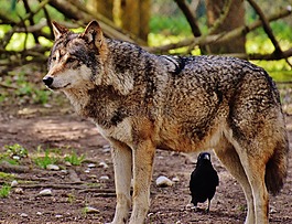狼,野生動物,捕食