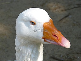 動物園,動物,鳥