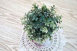 植物,花,綠色