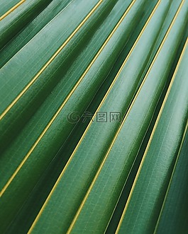 綠色,葉,紋理