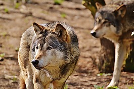 狼,野生動物,捕食