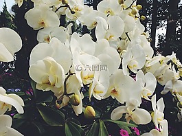 花,泰語,泰國