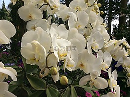 蘭花,花,泰國